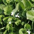 Violka vonná 'Alba' - Viola odorata 'Alba'