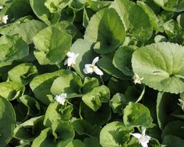 Violka vonná 'Alba'