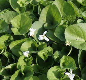 Violka vonná 'Alba' - Viola odorata 'Alba'