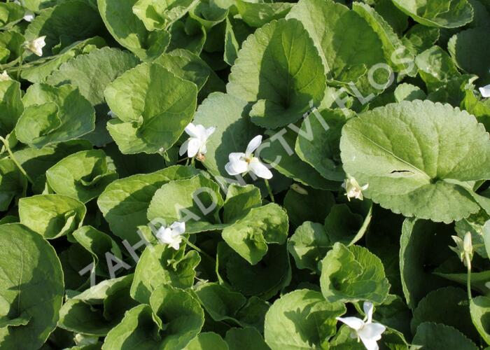 Violka vonná 'Albiflora' - Viola odorata 'Albiflora'