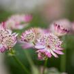 Jarmanka 'Lola' - Astrantia 'Lola'