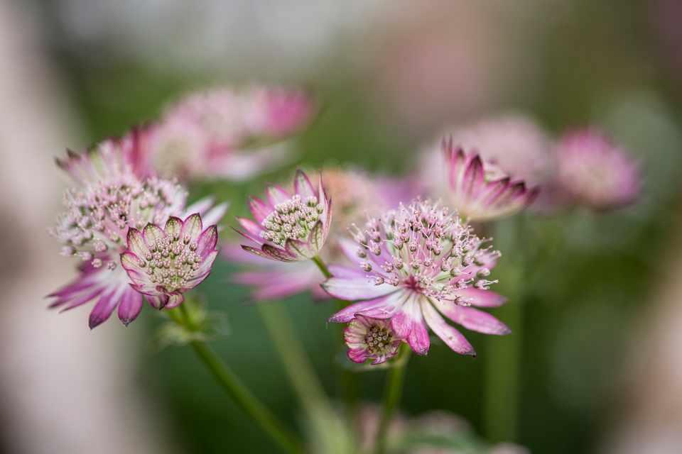 Jarmanka větší 'Lola' - Astrantia major 'Lola'