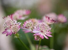 Jarmanka větší 'Lola' - Astrantia major 'Lola'
