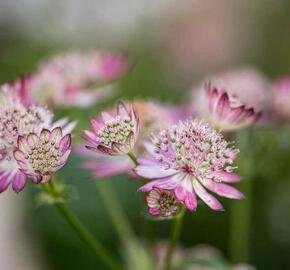 Jarmanka 'Lola' - Astrantia 'Lola'