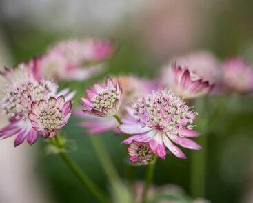 Jarmanka větší 'Lola'