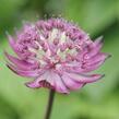 Jarmanka 'Lola' - Astrantia 'Lola'