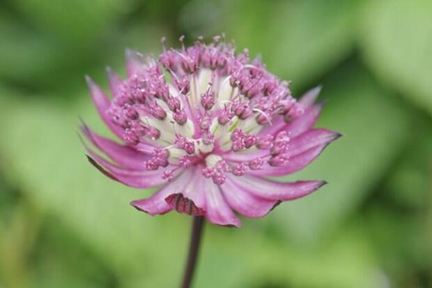 Jarmanka větší 'Lola' - Astrantia major 'Lola'