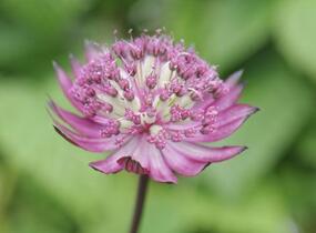 Jarmanka větší 'Lola' - Astrantia major 'Lola'
