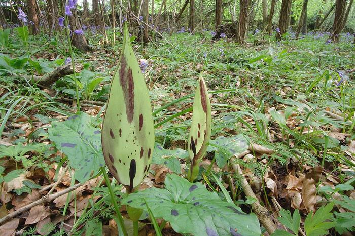 Áron plamatý - Arum maculatum