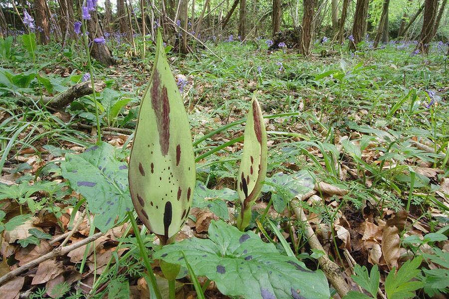 Áron plamatý - Arum maculatum