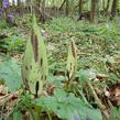 Áron plamatý - Arum maculatum