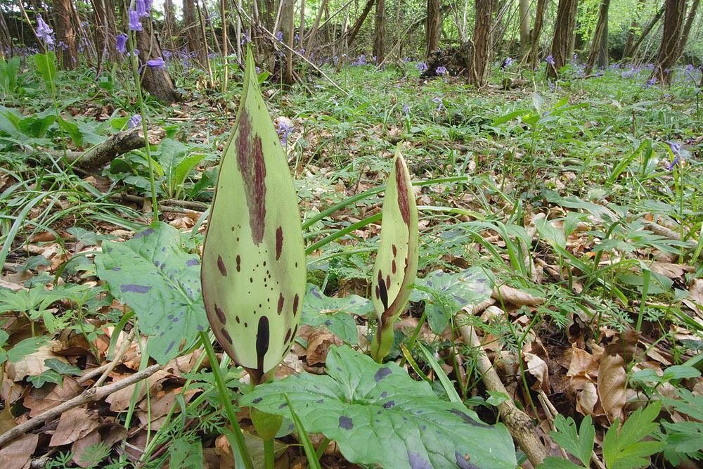 Áron plamatý - Arum maculatum