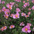 Sasanka 'Pink Kiss' - Anemone hybrida 'Pink Kiss'