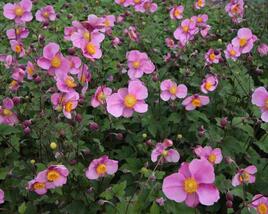 Sasanka 'Pink Kiss'