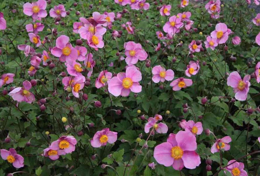 Sasanka 'Pink Kiss' - Anemone hybrida 'Pink Kiss'