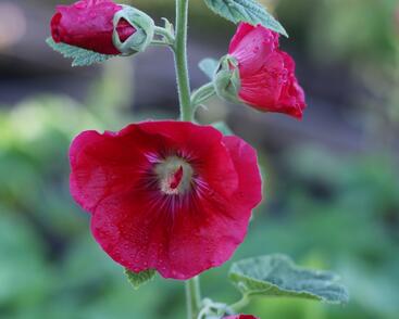 Topolovka růžová 'Spotlight Mars Magic'