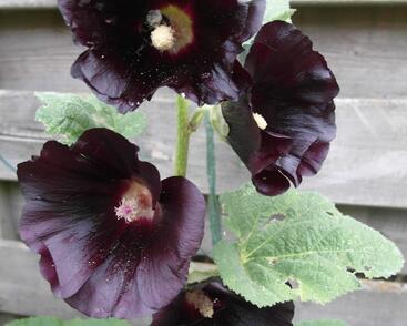 Topolovka růžová 'Spotlight Blacknight'