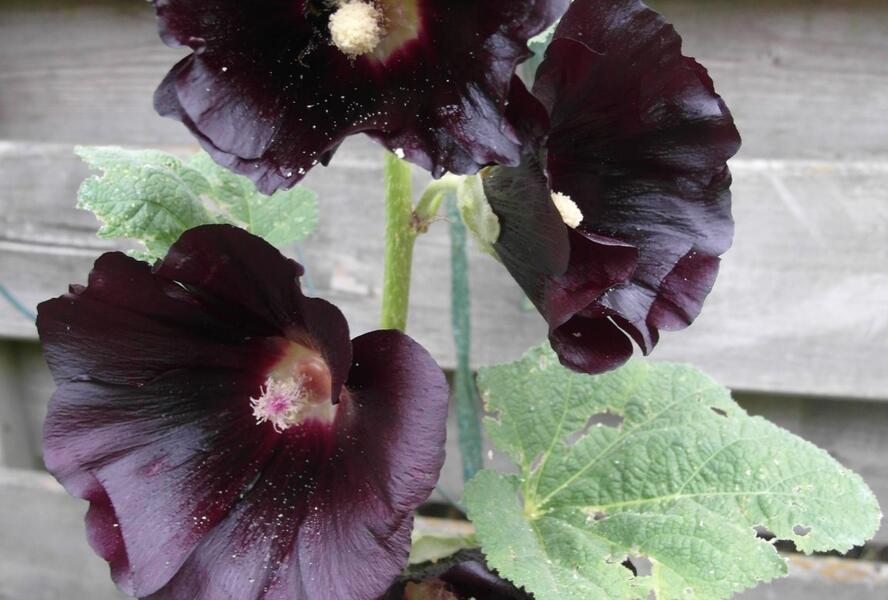 Topolovka růžová 'Spotlight Blacknight' - Alcea rosea 'Spotlight Blacknight'