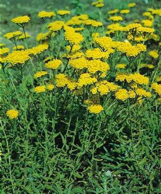 Řebříček plstnatý 'Goldie' - Achillea tomentosa 'Goldie'