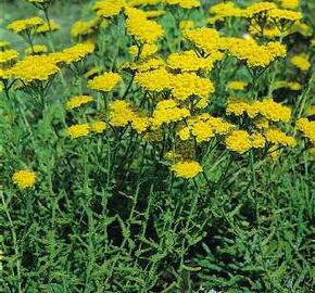 Řebříček plstnatý 'Goldie'