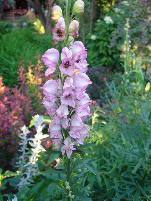 Oměj horský 'Rubellum' - Aconitum napellus 'Rubellum'