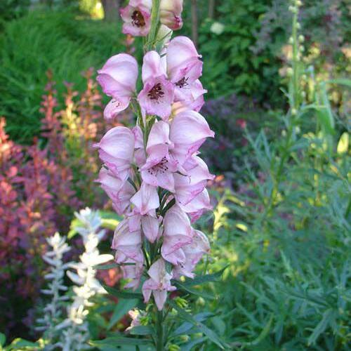 Oměj 'Rubellum' - Aconitum napellus 'Rubellum'