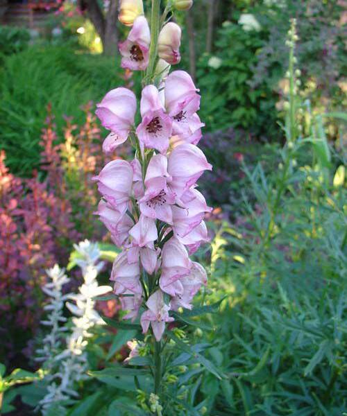 Oměj horský 'Rubellum' - Aconitum napellus 'Rubellum'