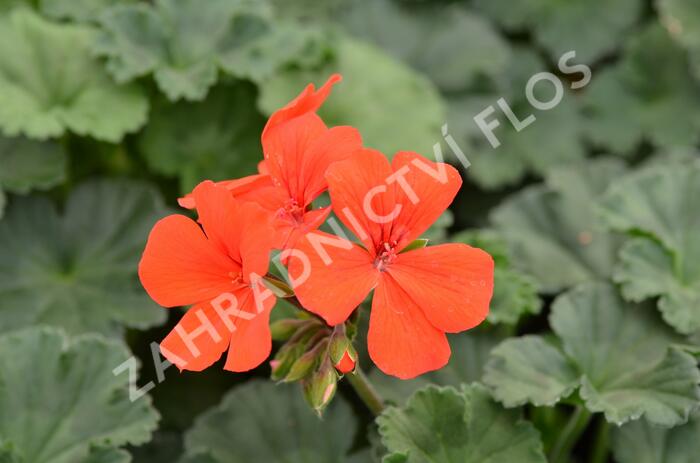 Muškát, pelargonie půdopokryvná 'Dark Caliente Orange' - Pelargonium hybridum 'Dark Caliente Orange'