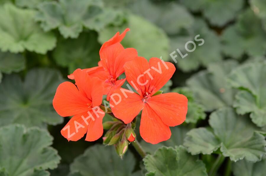 Muškát, pelargonie půdopokryvná 'Dark Caliente Orange' - Pelargonium hybridum 'Dark Caliente Orange'