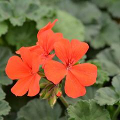 Muškát, pelargonie půdopokryvná 'Dark Caliente Orange' - Pelargonium hybridum 'Dark Caliente Orange'