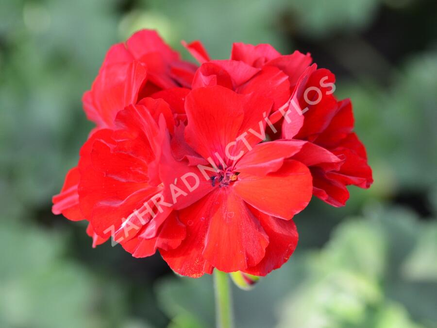 Muškát, pelargonie půdopokryvná plnokvětá 'Calliope Dark Red' - Pelargonium hybridum 'Calliope Dark Red'