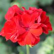 Muškát, pelargonie půdopokryvná plnokvětá 'Calliope Dark Red' - Pelargonium hybridum 'Calliope Dark Red'