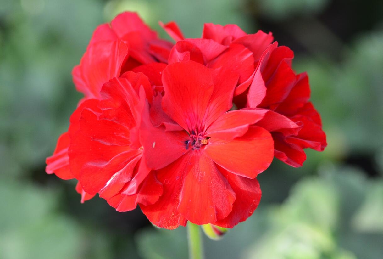 Muškát, pelargonie plnokvětá 'Calliope Dark Red' - Pelargonium hybridum 'Calliope Dark Red'