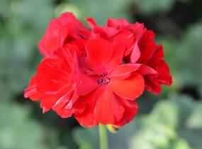 Muškát, pelargonie plnokvětá 'Calliope Dark Red' - Pelargonium hybridum 'Calliope Dark Red'