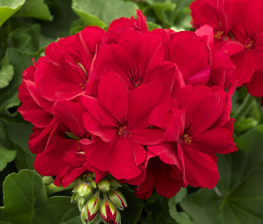 Muškát, pelargonie půdopokryvná plnokvětá 'Calliope Dark Red' - Pelargonium hybridum 'Calliope Dark Red'