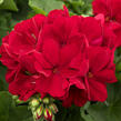 Muškát, pelargonie půdopokryvná plnokvětá 'Calliope Dark Red' - Pelargonium hybridum 'Calliope Dark Red'