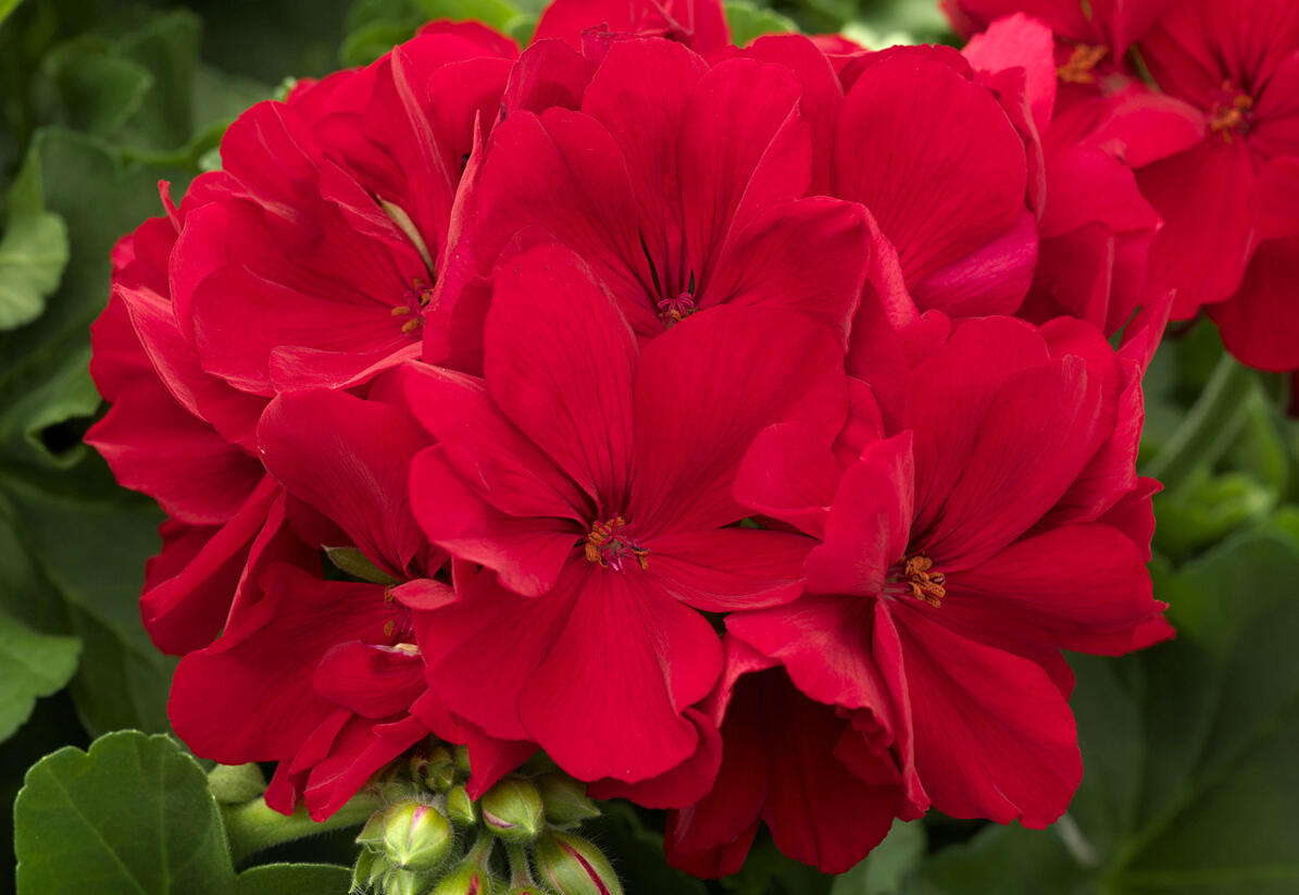 Muškát, pelargonie plnokvětá 'Calliope Dark Red' - Pelargonium hybridum 'Calliope Dark Red'