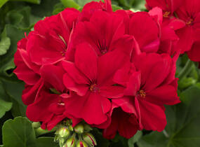Muškát, pelargonie plnokvětá 'Calliope Dark Red' - Pelargonium hybridum 'Calliope Dark Red'