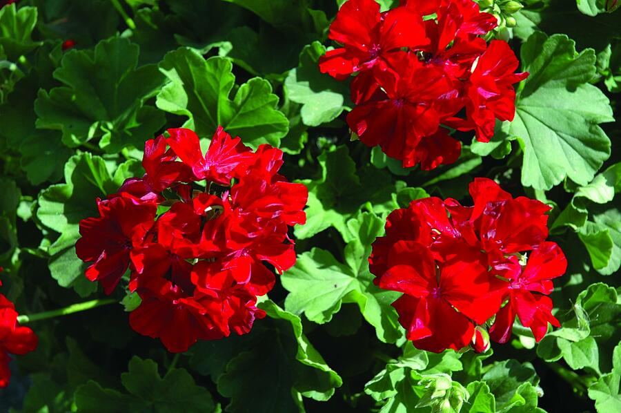 Muškát, pelargonie půdopokryvná plnokvětá 'Calliope Dark Red' - Pelargonium hybridum 'Calliope Dark Red'