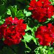 Muškát, pelargonie půdopokryvná plnokvětá 'Calliope Dark Red' - Pelargonium hybridum 'Calliope Dark Red'