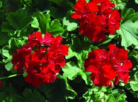 Muškát, pelargonie plnokvětá 'Calliope Dark Red' - Pelargonium hybridum 'Calliope Dark Red'