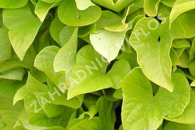 Povíjnice batátová 'Yellow' - Ipomoea batatas 'Yellow'