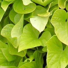 Povíjnice batátová 'Yellow' - Ipomoea batatas 'Yellow'