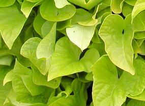 Povíjnice batátová 'Yellow' - Ipomoea batatas 'Yellow'
