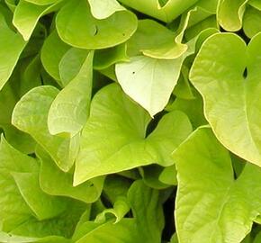 Povíjnice batátová 'Yellow' - Ipomoea batatas 'Yellow'