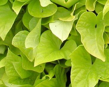 Povíjnice batátová 'Yellow'