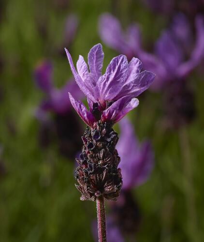 Levandule korunkatá 'Purple' - Lavandula stoechas 'Purple'