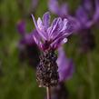 Levandule korunkatá 'Purple' - Lavandula stoechas 'Purple'