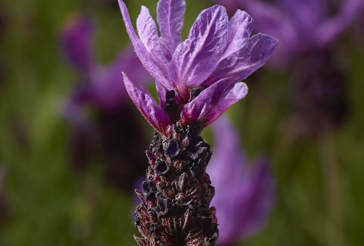 Levandule korunkatá 'Lavita Purple' - Lavandula stoechas 'Lavita Purple'