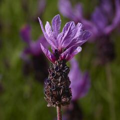 Levandule korunkatá 'Lavita Purple' - Lavandula stoechas 'Lavita Purple'